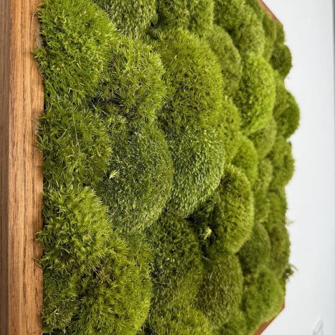 Mech Poduszkowy W Lakierowanej Ramie Z Litego Dębu